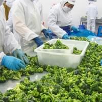 IQF Broccoli Processing Plant
