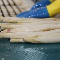 Frozen White Asparagus Sorting