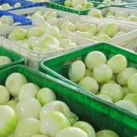 IQF Frozen Onion Processing