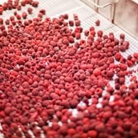 Frozen Raspberries Processing
