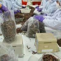 Frozen Black Fungus Supplier