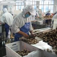 IQF Frozen Shiitake Mushrooms
