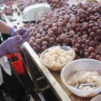 IQF Frozen Lychee Processing