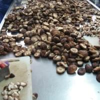 IQF Shiitake Mushroom Factory
