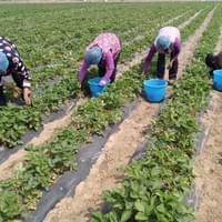 Frozen Strawberry Processing