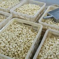 IQF Frozen Garlic Supplier