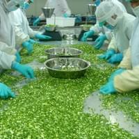 IQF Spring Onion Factory