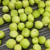 IQF Frozen Kiwi Supplier