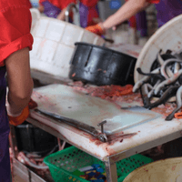 Bulk American Eel Supplier