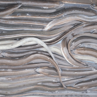 Frozen Raw Eel Supplier