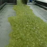 Frozen Grape Processing
