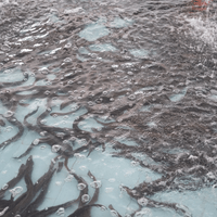 Frozen Eel Supplier China
