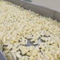 IQF White Asparagus Factory