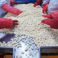 IQF Garlic Production Line