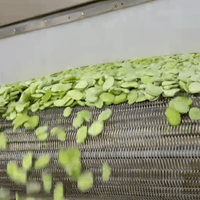 IQF Frozen Peeled Broad Beans