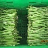 IQF Green Asparagus Processing