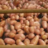 IQF Frozen Potato Factory