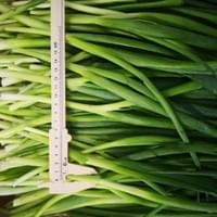 IQF Frozen Scallion 