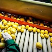 frozen potato supplier