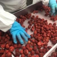 IQF Strawberries Production