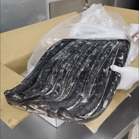 Frozen Eel Factory