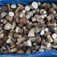 Frozen Boletus Edulis Supplier
