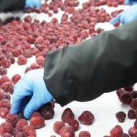 Frozen Strawberries Processing
