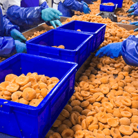 IQF Frozen Apricot Processing