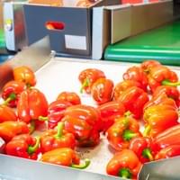 IQF Frozen Red Capsicums