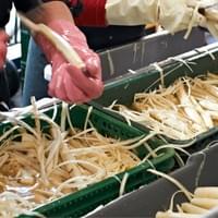 Frozen White Asparagus Factory
