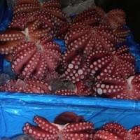 frozen cooked octopus supplier