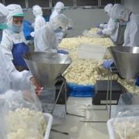 IQF Cauliflower Processing
