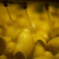 frozen potato supplier