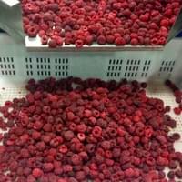 Frozen Raspberries Supplier