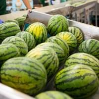 IQF Frozen Watermelon Factory