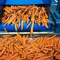 IQF Frozen Carrots Factory