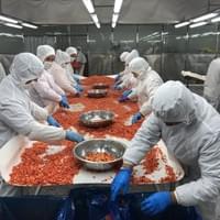 IQF Frozen Red Capsicums