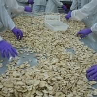 IQF Champignon Mushrooms