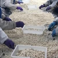Frozen Water Chestnut Factory
