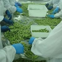 Frozen Green Soybeans Supplier