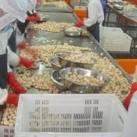 Frozen Champignon Mushrooms