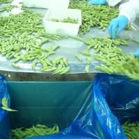 Bulk Carton Frozen Edamame  