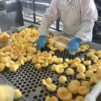 IQF Frozen Apple Processing