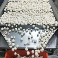IQF Litchi Production Line