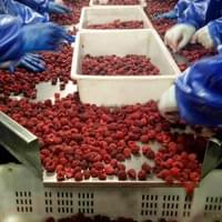 IQF Raspberries Production