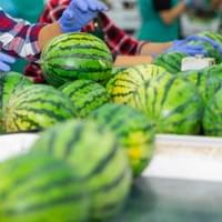 IQF Watermelon Supplier