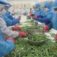 IQF Frozen Green Beans Factory