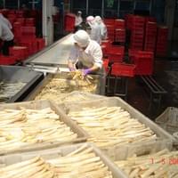 IQF White Asparagus Production