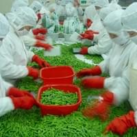 IQF Green Beans Grading