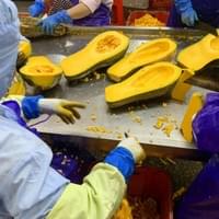IQF Pumpkin Production Line